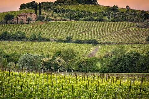 Montalcino Hills