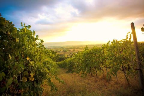 Organic Vineyards
