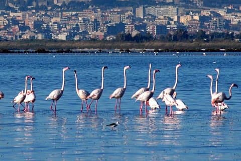 Pink Flamingos