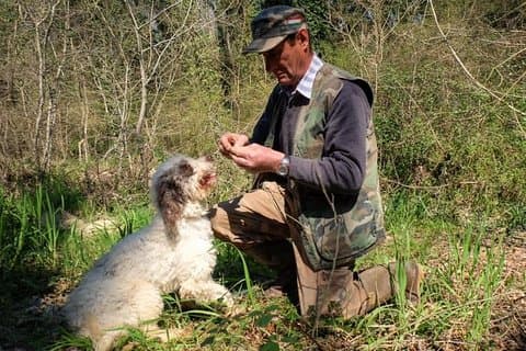Truffle dog