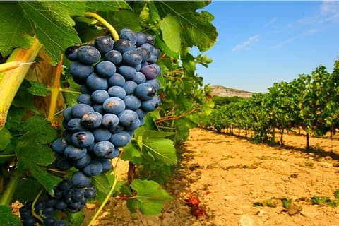 Vineyard Marsala