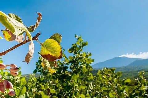 Etna and Pistachio