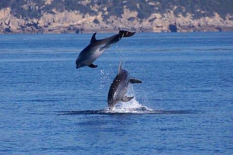 Disputes between males for females.