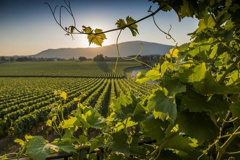 Rome Countryside Delights: Exclusive Wine Tasting Tour