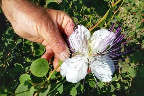 Cappero di Salina: Un'Esperienza di Degustazione Unica
