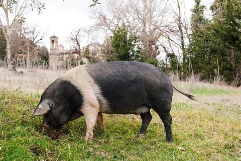 Farm Tour: the Cinta Senese Tuscan pig