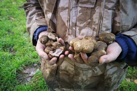 Truffle hunting