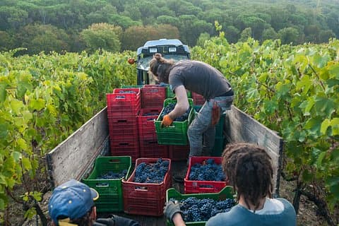 Private Half Day Tour Chianti Classico Wine Experience