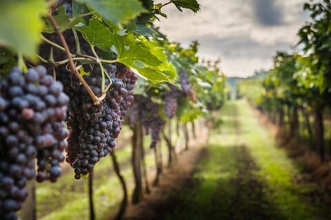 Private Chianti Wine Tasting from Florence, Half Day Experience