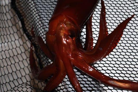 Nightly squid fishing - private tour