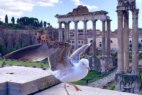 My favorite view point of The Roman Forum