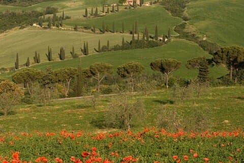 From Florence to Tuscany Winerys