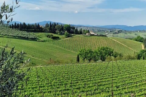 Chianti Classico area