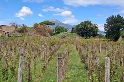 Vineyard and Vesuvius. View from Pompeii