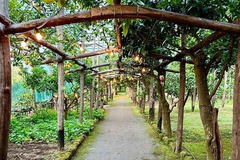 Sorrento lemon garden