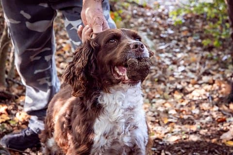 Umbria Truffle Hunting Experience with Tasting
