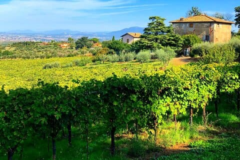 Classic Half-Day Wine Tour in Frascati with Lunch