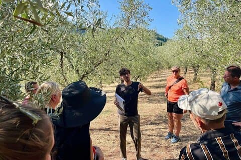 Olive grove tour and explanation