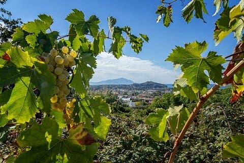 Vineyard experience in Pozzuoli