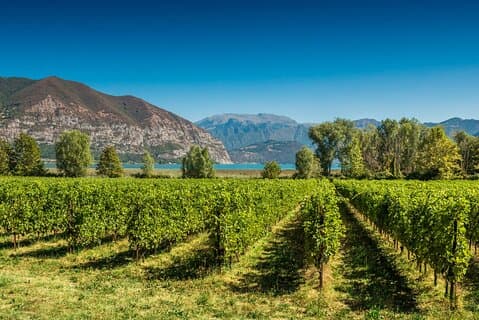 From Milan Full Day in Franciacorta 2 Wineries and Lunch