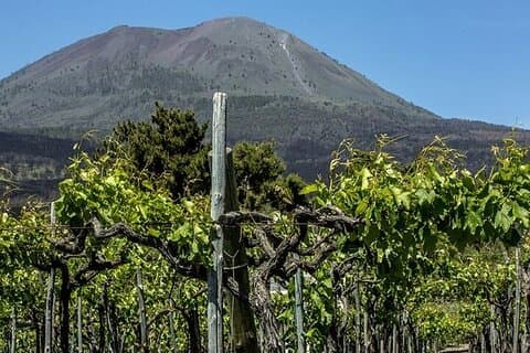 Vesuvius Wine Tasting Tour from Naples with Lunch