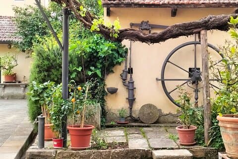 the 80 year old vine