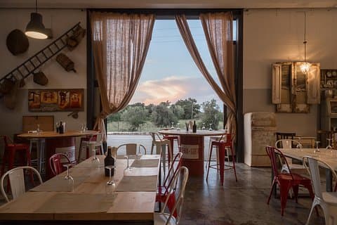 Visit to the olive grove, oil tasting and lunch at the farm
