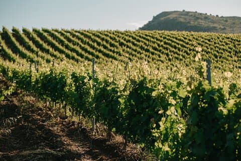 Sicilian Winery Tour with Wine Tasting from Palermo