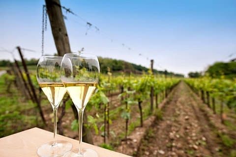 Franciacorta Wine Tasting Tour from Milan with Lake Iseo Cruise