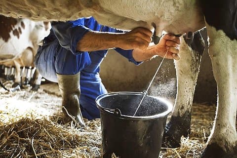 Amalfi: Milk cows, make pasta, mozzarella and tiramisu!