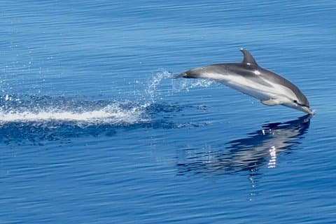 Dolphins at Sunset: Dream Cruise in the Bay of Taormina