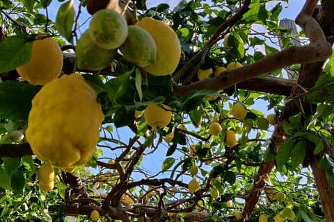 Lemon Tour of the Family Farm in Minori with Tasting