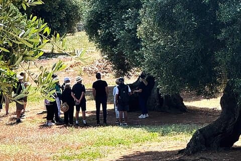 Olive Oil Tour and Tasting Experience in Ostuni
