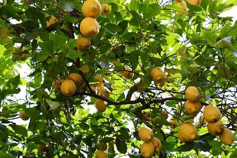 Sorrento: Farm Tour with Tasting and Picking