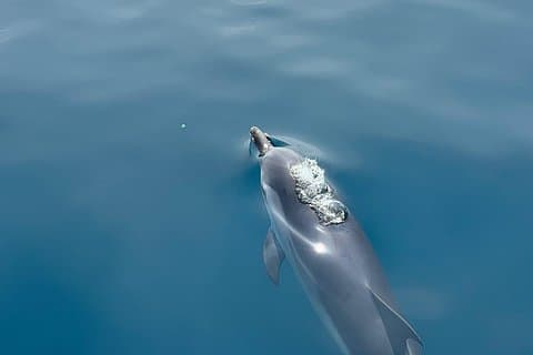 Boat tour in Taormina, susent aperitif, dolphin watching