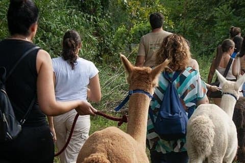 Step by step, in the company of alpacas and nature in Turin.