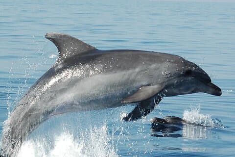 Olbia: Dolphin sighting at Figarolo Island and snorkeling
