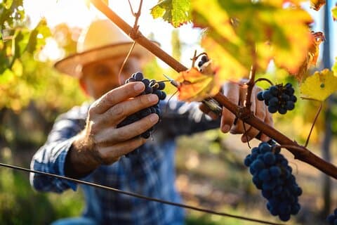 Luxury Wine Tasting in the evocative Itria Valley