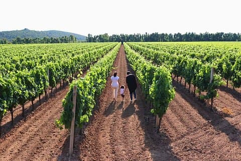 Alghero: guided tour of the winery with wine tasting