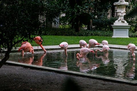 the hidden pink flamingos