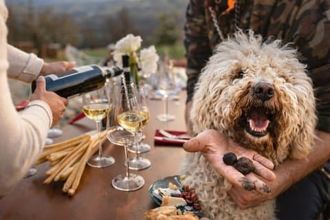 Truffle Hunting with Wine Tasting in Piedmont