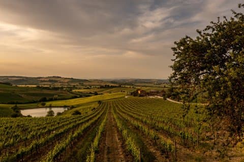 From Cortona Brunello di Montalcino Wine Tour with Lunch