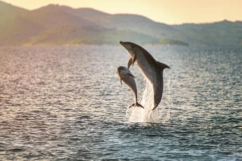 Dolphin Sighting Boat Tour from Giardini Naxos