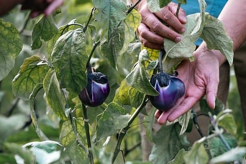 Rural Cooking Class in Capo Vaticano