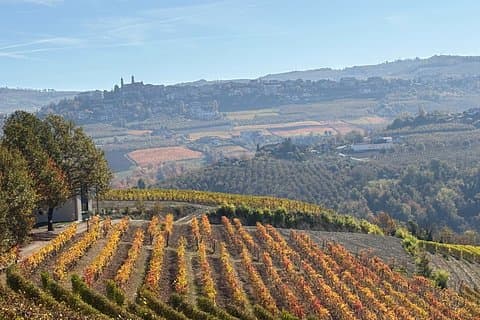 Winery Tour and Wine Tasting in Diano d'Alba with Barolo