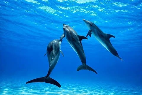 2.5 Hours Sunset Boat Tour in Search of Dolphins