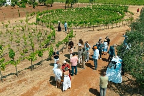 Ostuni DOC winetour and tasting.