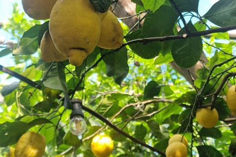 Lemon Grove Tour