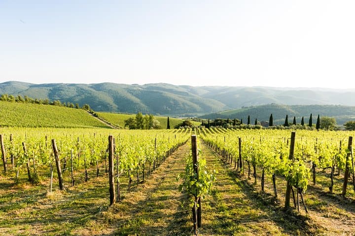Tour and Tasting at an Organic Winery in the Heart of Chianti Classico Area
