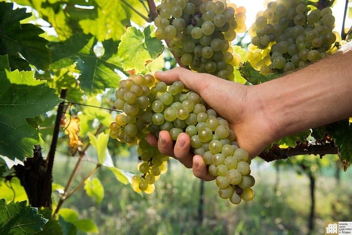 Wine Class and Tasting in Milan